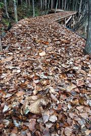 040405boadwalk02.jpg